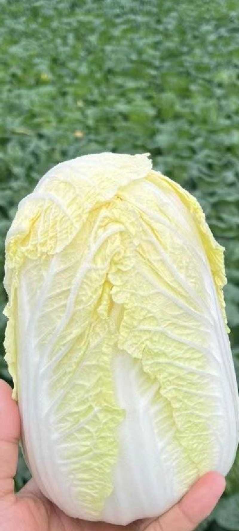 娃娃菜，大小都有，电商，市场，工厂大量供应欢迎咨询