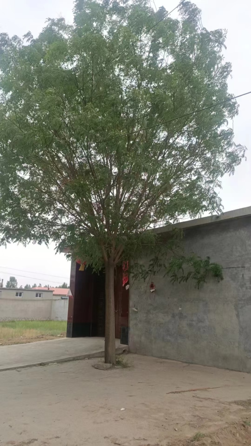推荐品种国槐绿化工程**成活率高清地处理