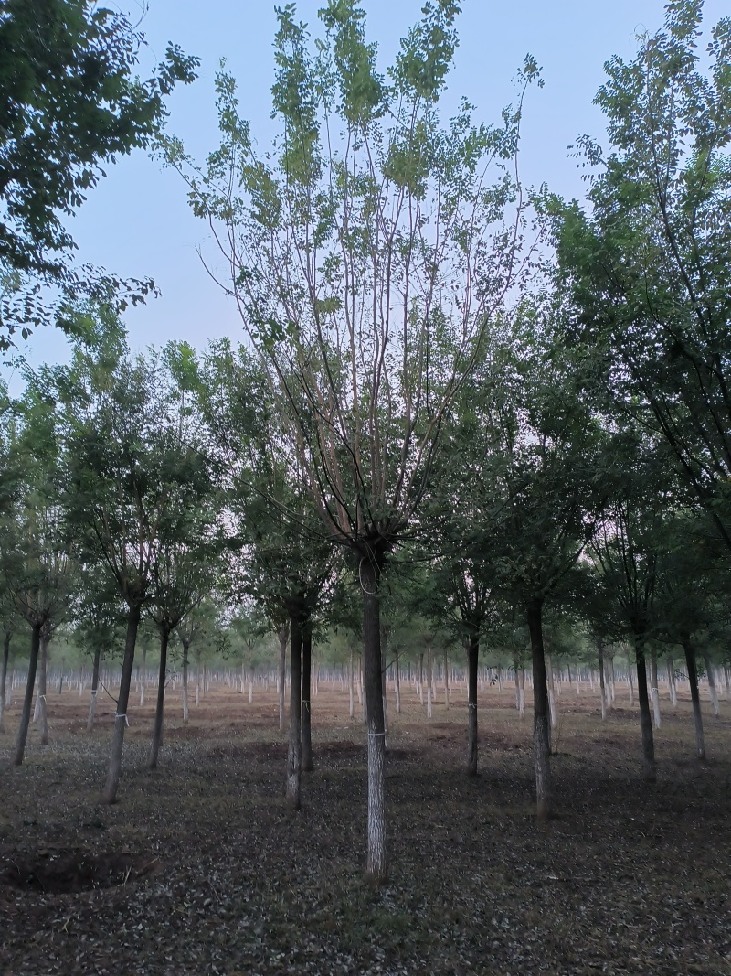推荐品种国槐绿化工程**成活率高清地处理
