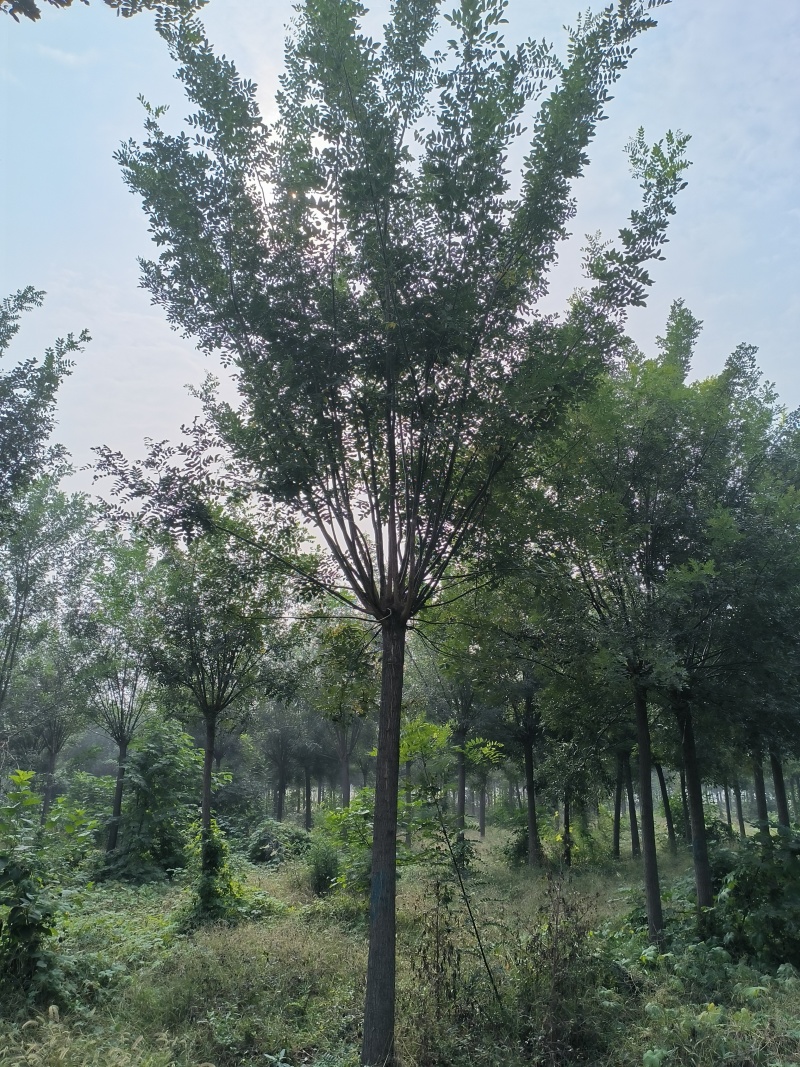 推荐品种国槐绿化工程**成活率高清地处理