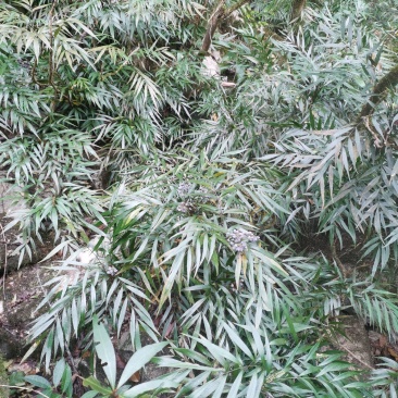 精品熟桩及下山桩十大功劳