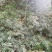 精品熟桩及下山桩十大功劳