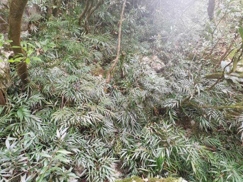 精品熟桩及下山桩十大功劳