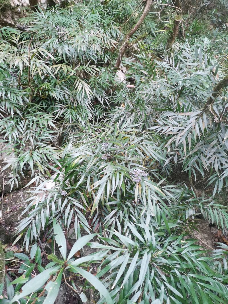 精品熟桩及下山桩十大功劳