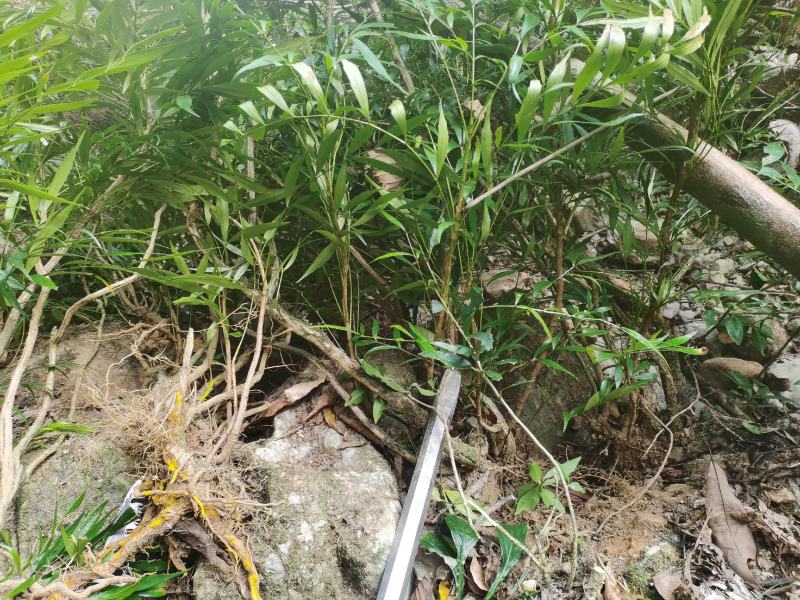 精品熟桩及下山桩十大功劳