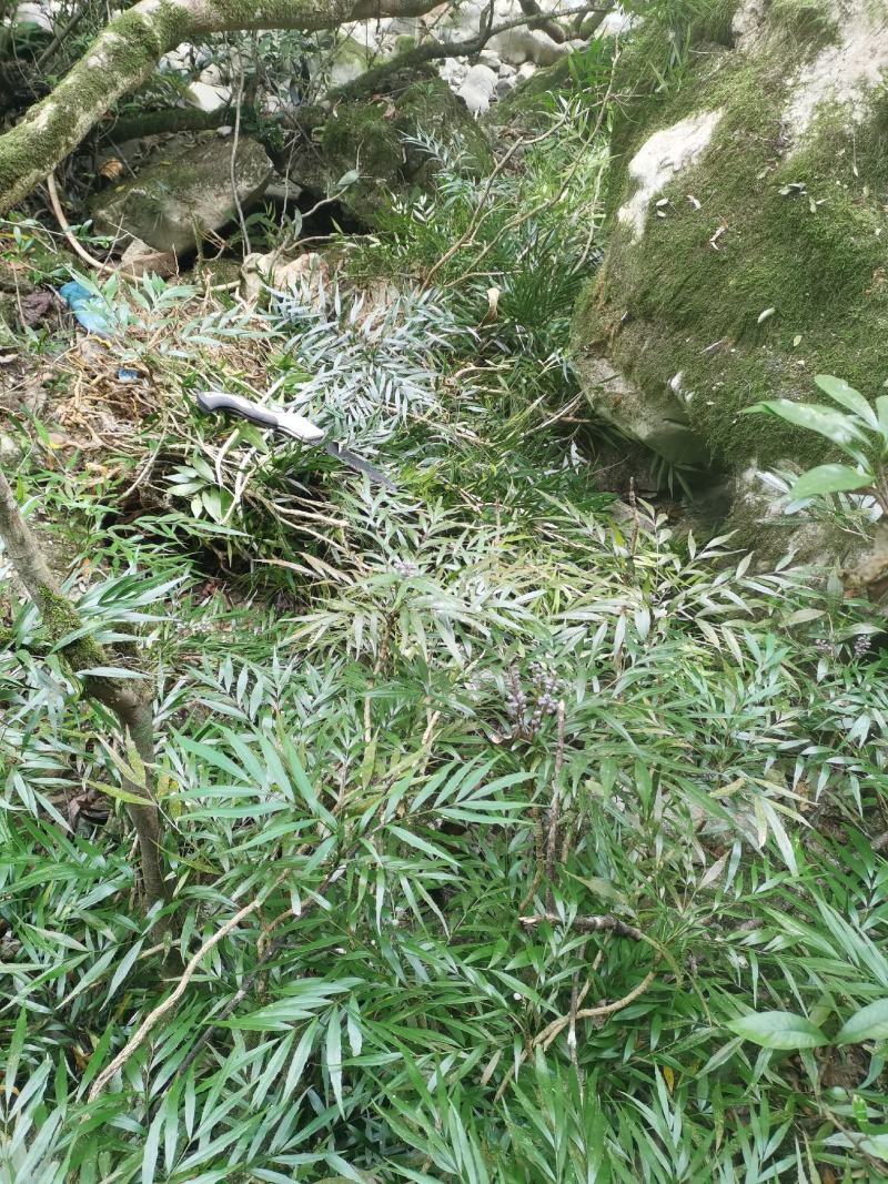 精品熟桩及下山桩十大功劳