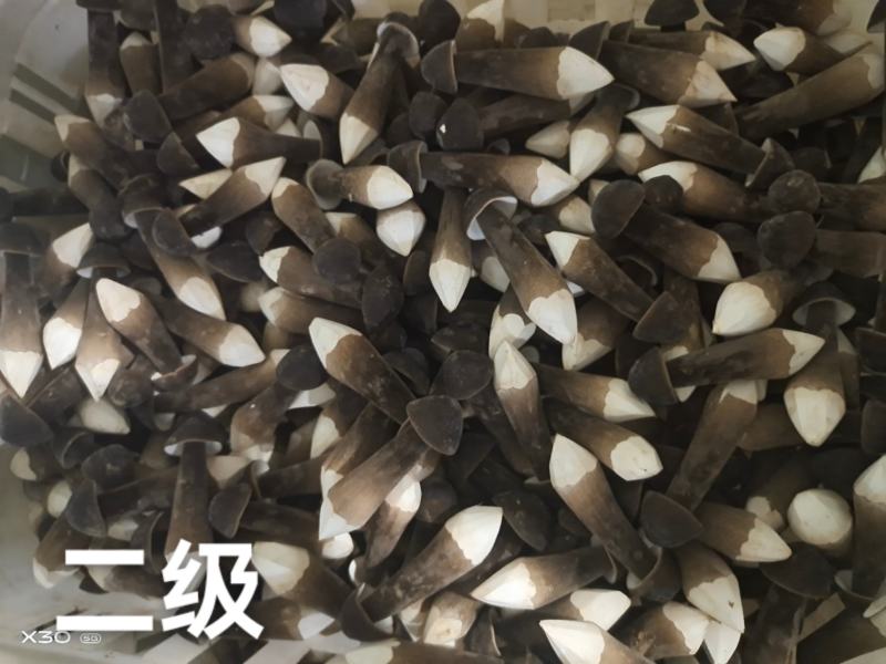 基地自种自产自销！鲜品黑鸡枞，每天大量有货一件代发