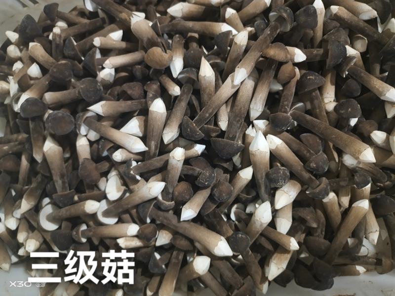 基地自种自产自销！鲜品黑鸡枞，每天大量有货一件代发