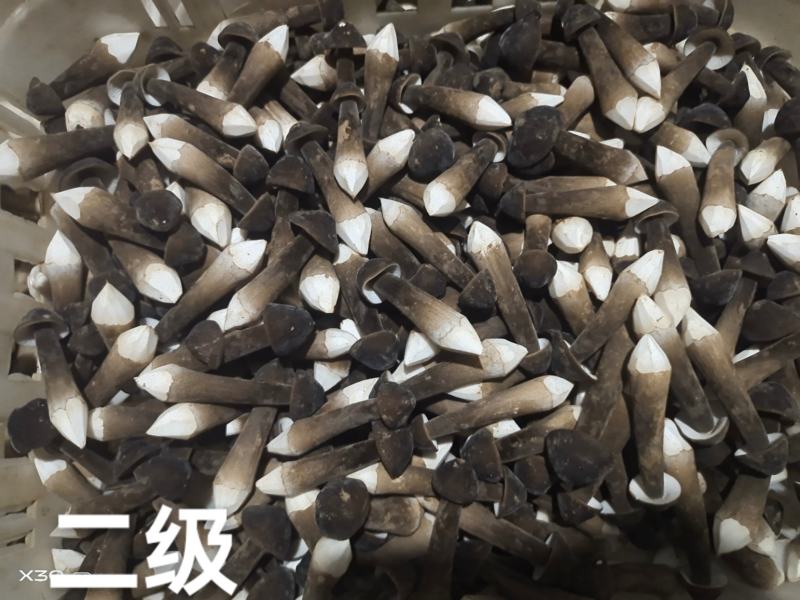 基地自种自产自销！鲜品黑鸡枞，每天大量有货一件代发