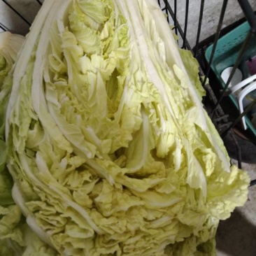 优质大白菜