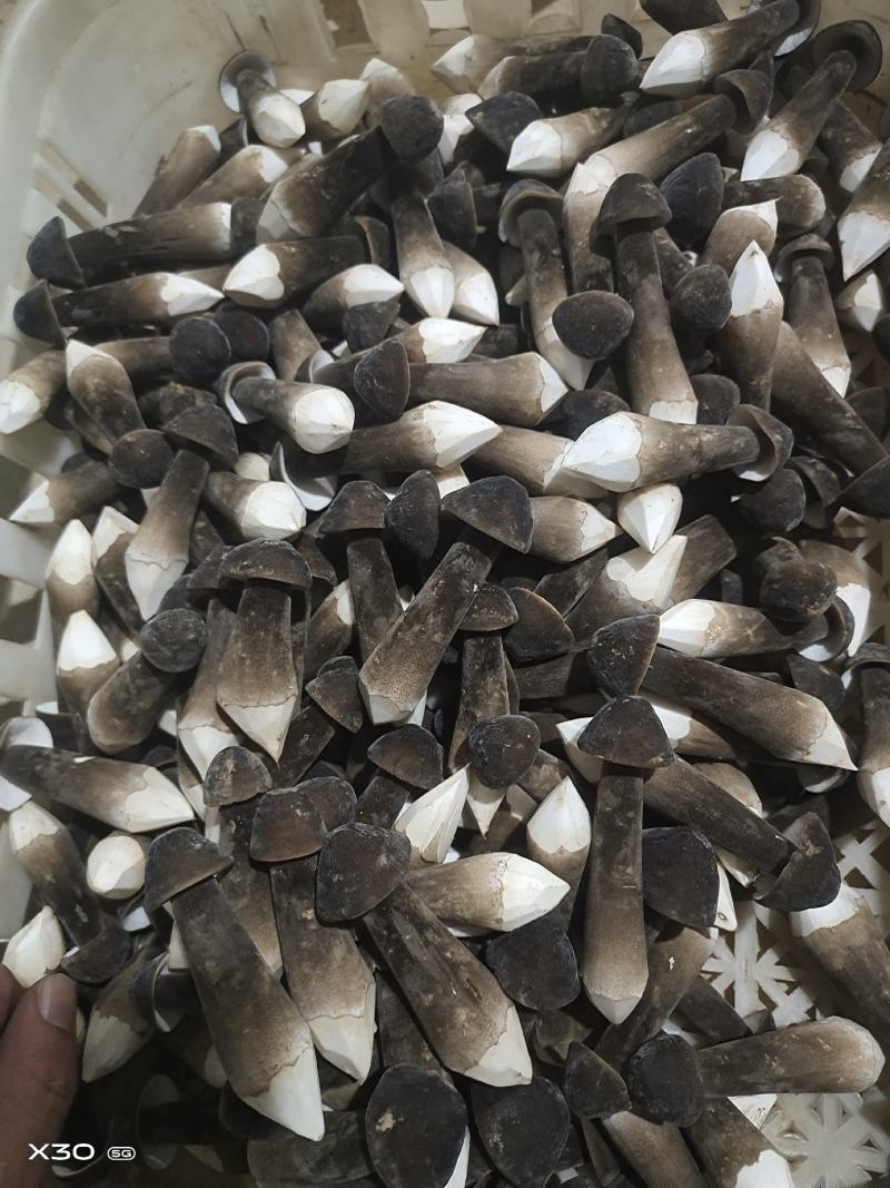 基地自种自产自销！鲜品黑鸡枞，每天大量有货一件代发