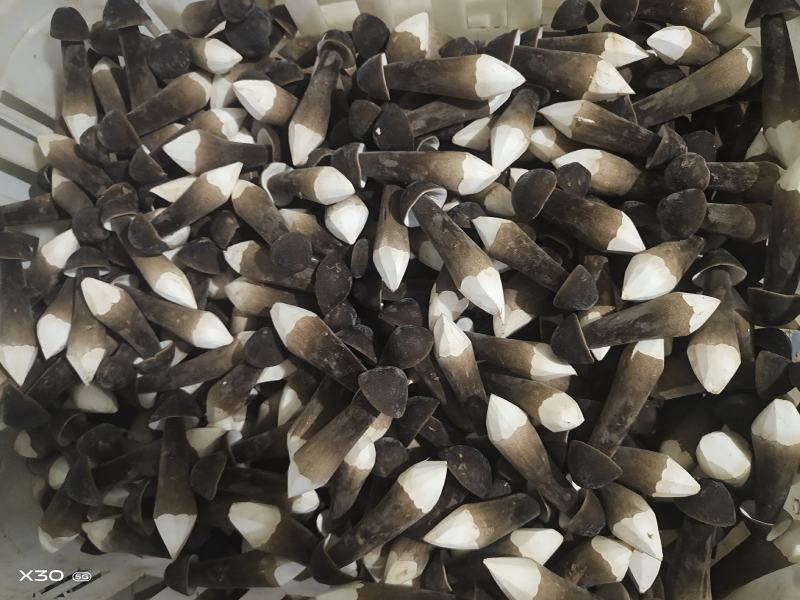 基地自种自产自销！鲜品黑鸡枞，每天大量有货一件代发