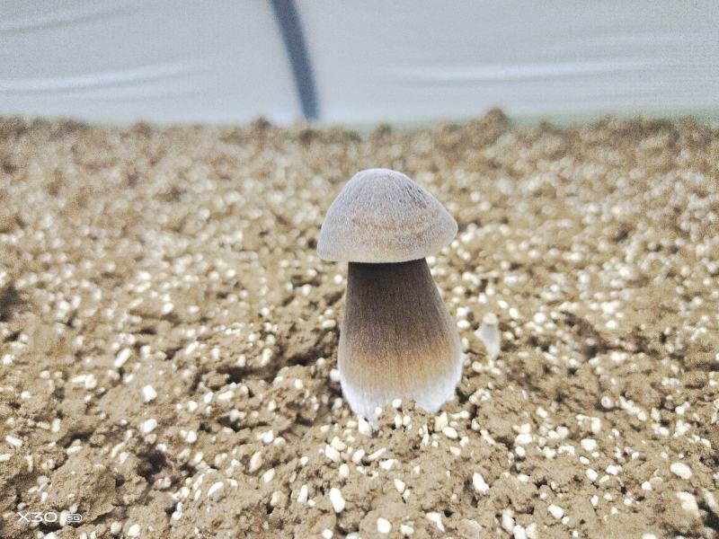 基地自种自产自销！鲜品黑鸡枞，每天大量有货一件代发