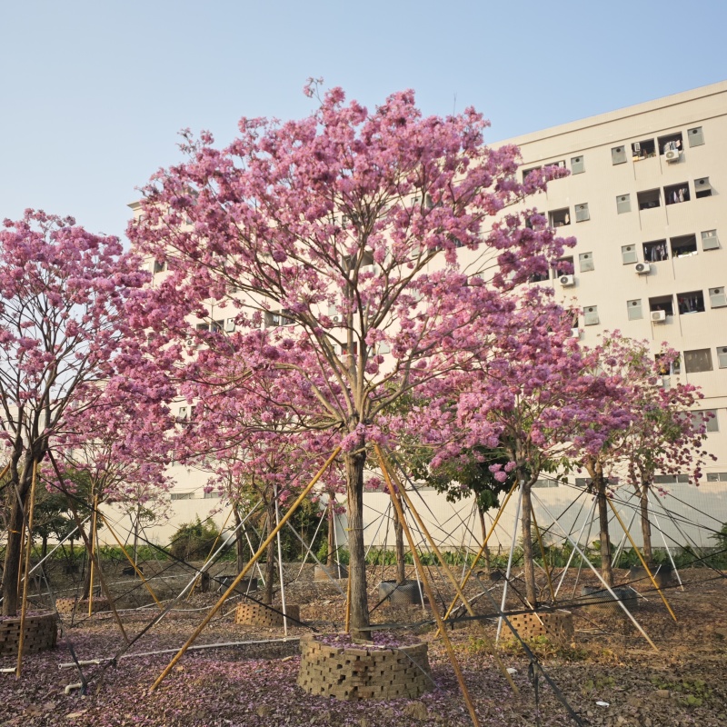 2501苗圃供应大绣球多花紫花风铃木8-20cm