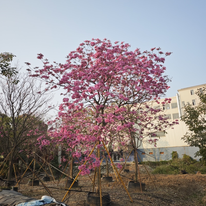 2501苗圃供应大绣球多花紫花风铃木8-20cm