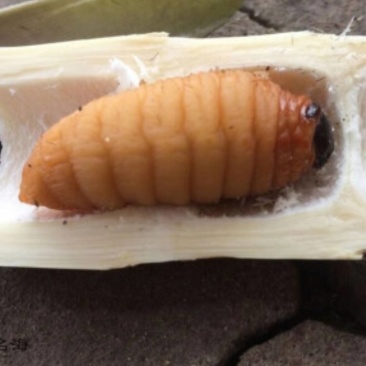 笋子虫活虫速冻品零售批发量大从优基地直发欢迎来电订购