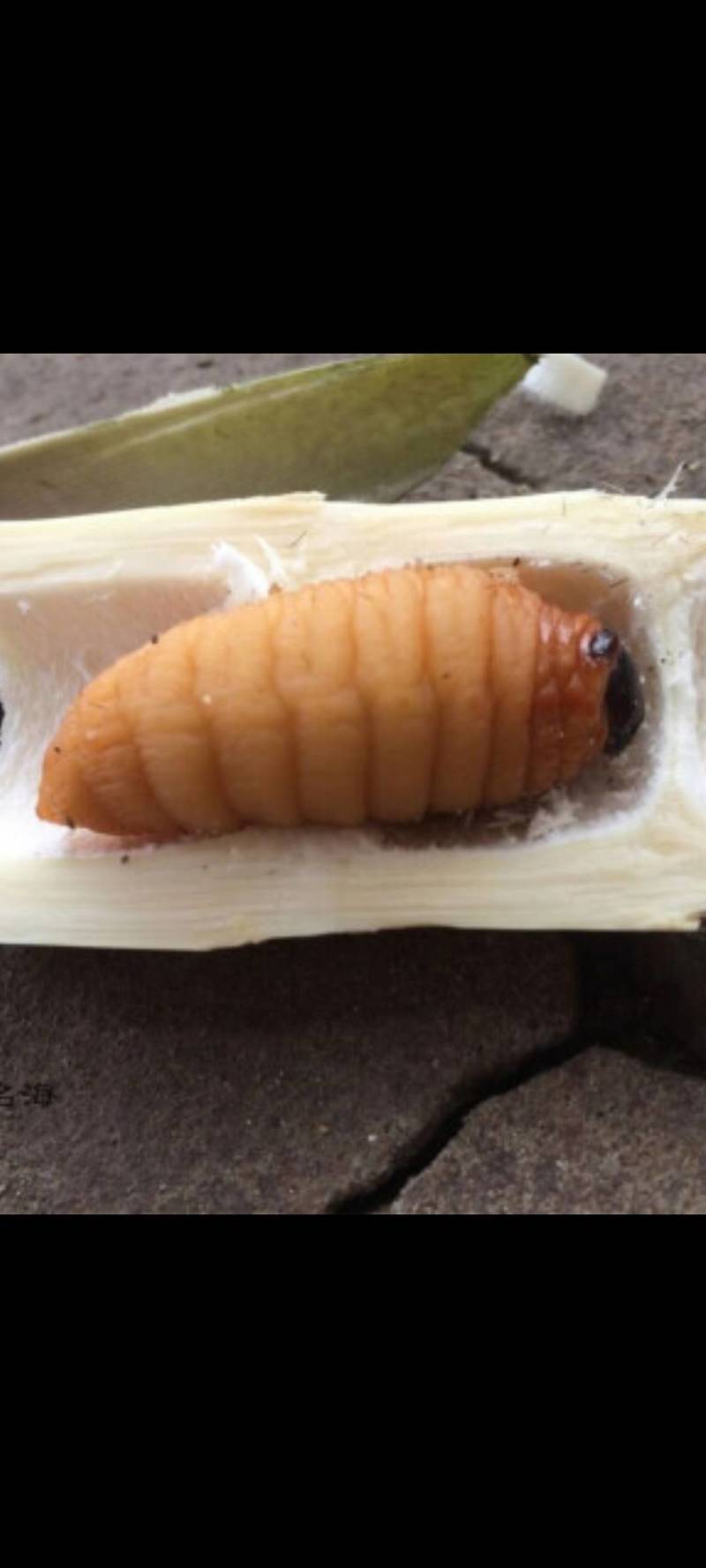 笋子虫活虫速冻品零售批发量大从优基地直发欢迎来电订购