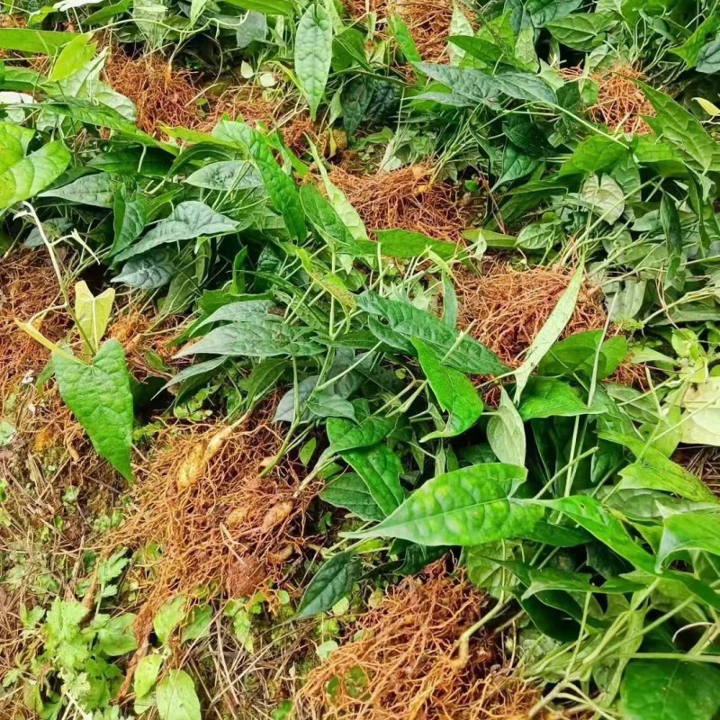 四川高产苦胆苗金果榄耐寒中药材出售基地