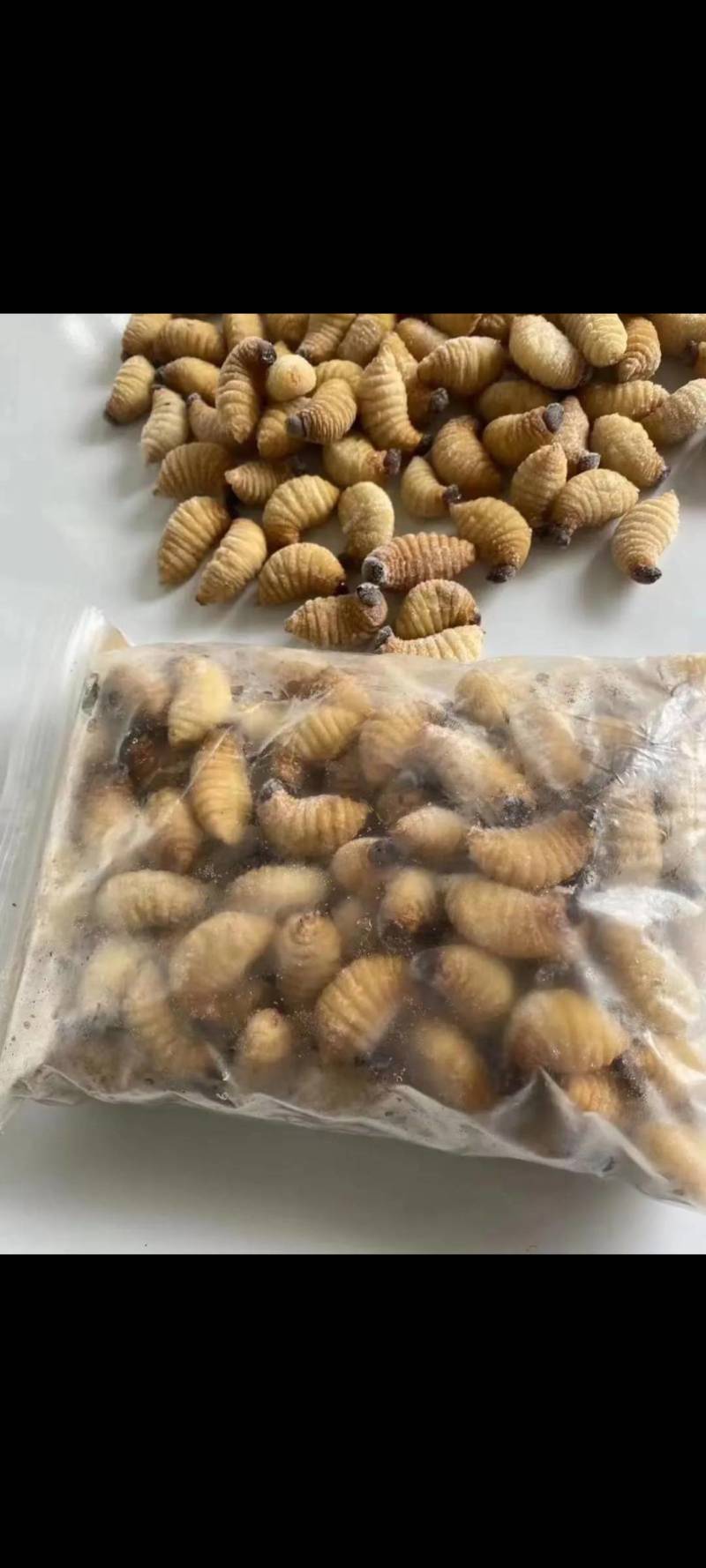 四川竹笋虫活虫速冻品零售批发量大从优基地直发欢迎订购