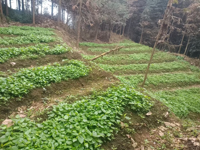 树番茄