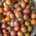 树番茄