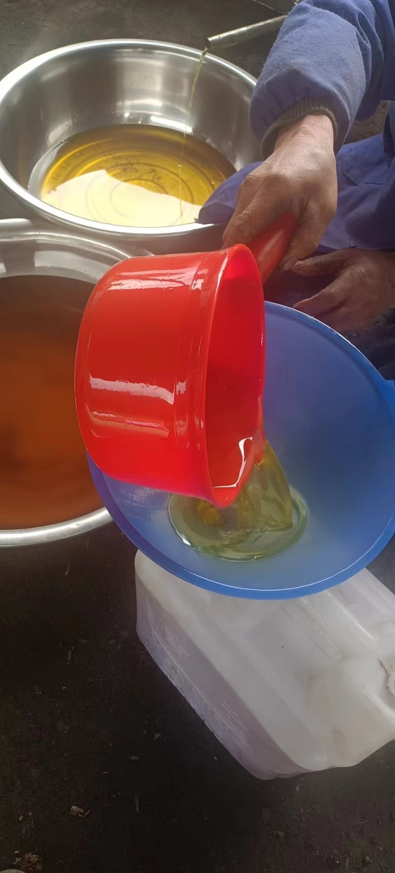 野生山茶油