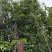 野生山茶油