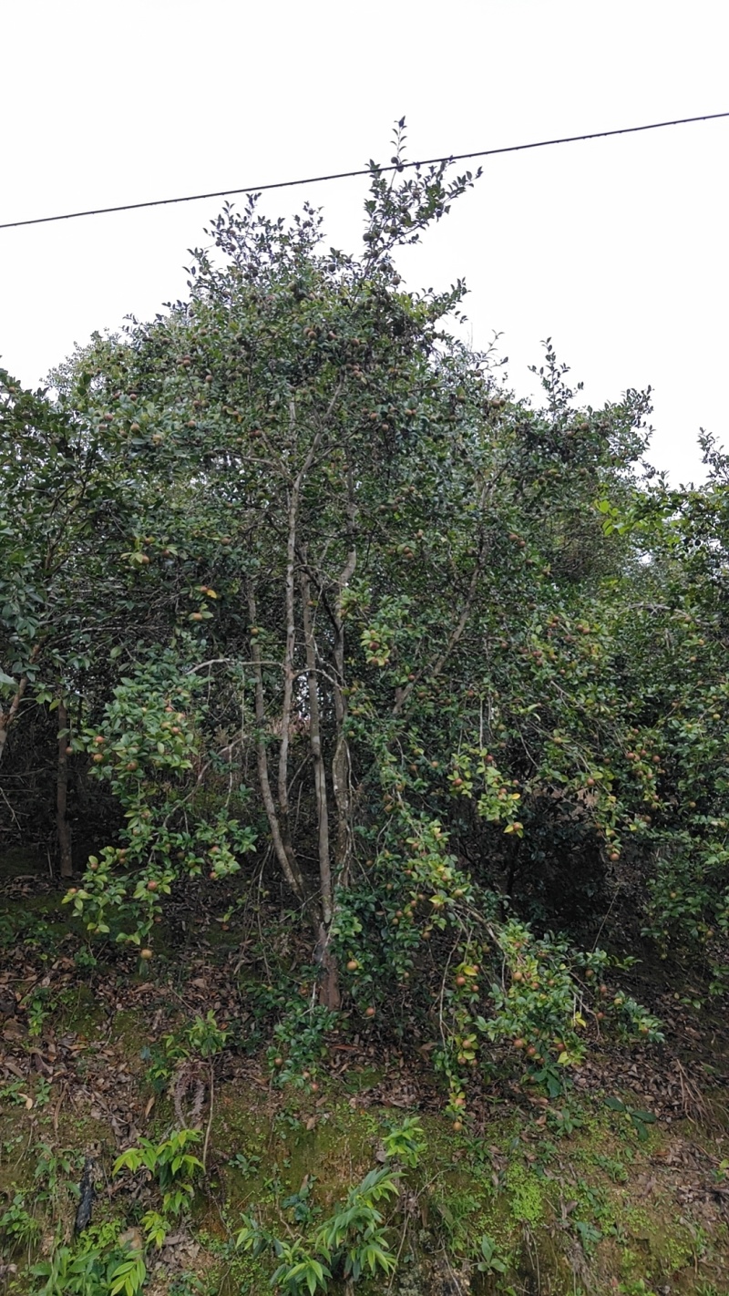 野生山茶油