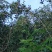 野生山茶油