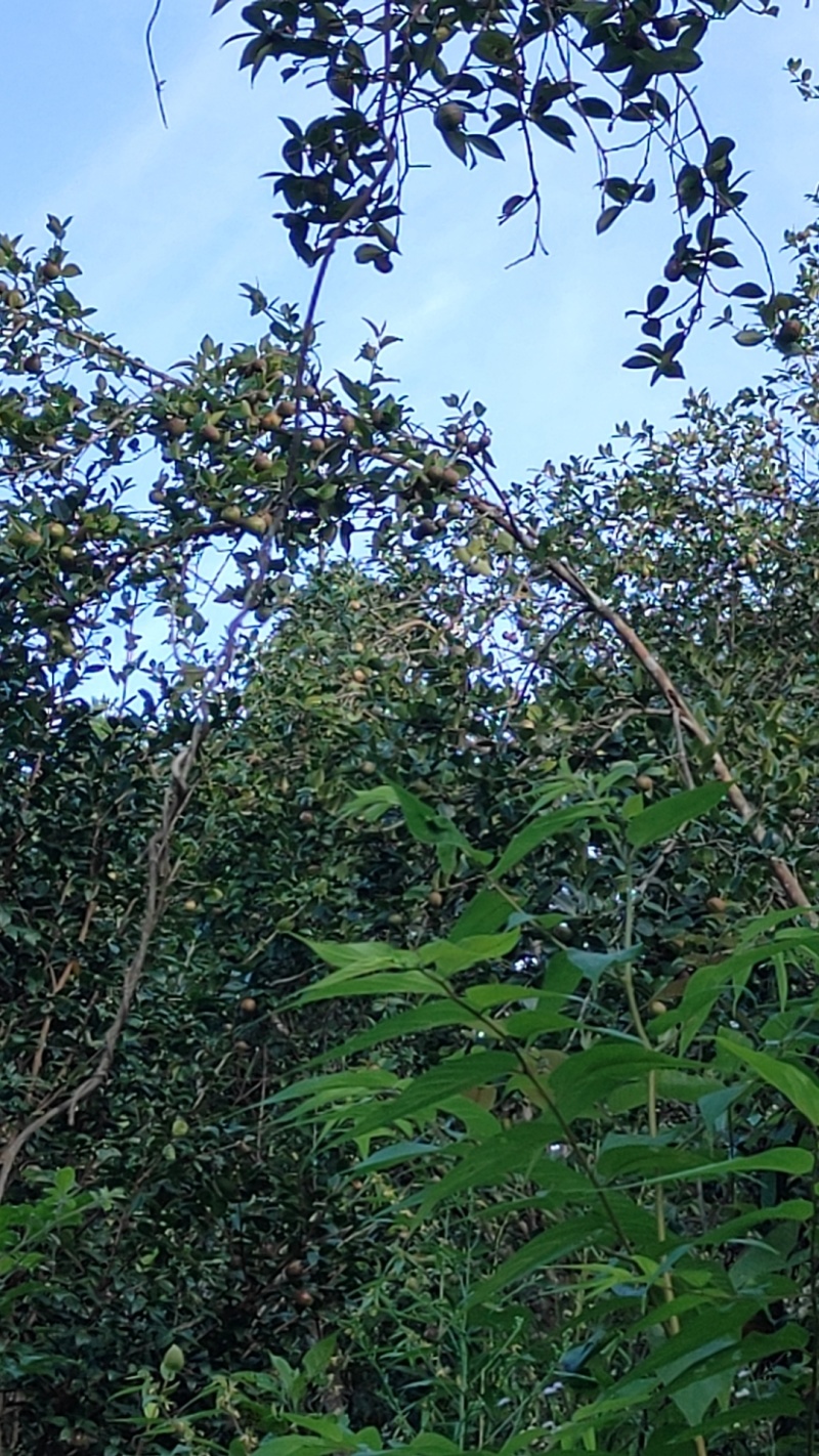 野生山茶油