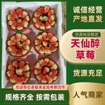 安徽省阜阳闻集天仙醉草莓上市中颜色靓丽货量大一手货源接电