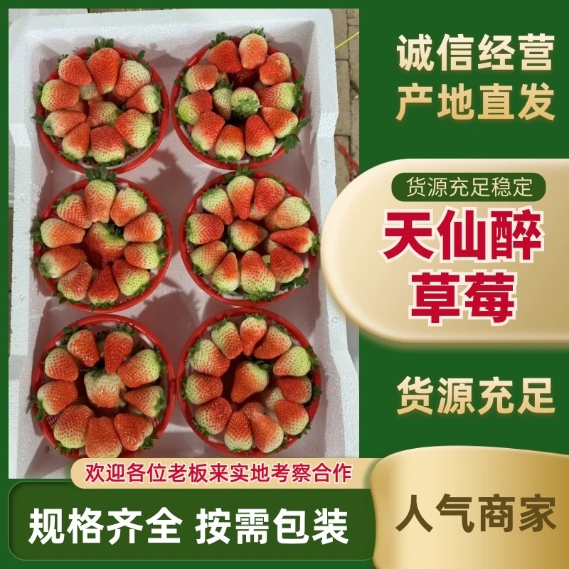 安徽省阜阳闻集天仙醉草莓上市中颜色靓丽货量大一手货源接电