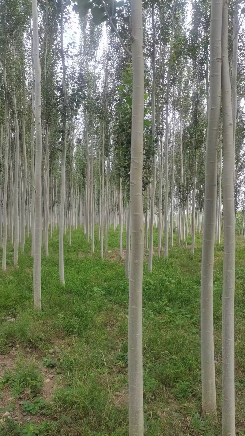 河北杨树苗速生杨产地直销价格便宜量大质量好速生杨成材快