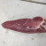 辣椒肉,公牛,前肩肉,纯干精修无油,瘦度高口感嫩