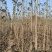 河北杨树苗速生杨产地直销价格便宜量大质量好速生杨成材快