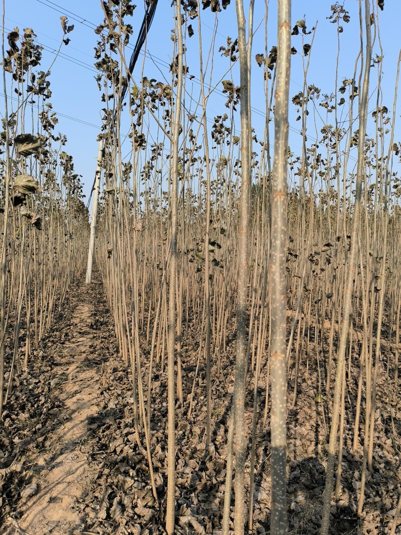 河北杨树苗速生杨产地直销价格便宜量大质量好速生杨成材快