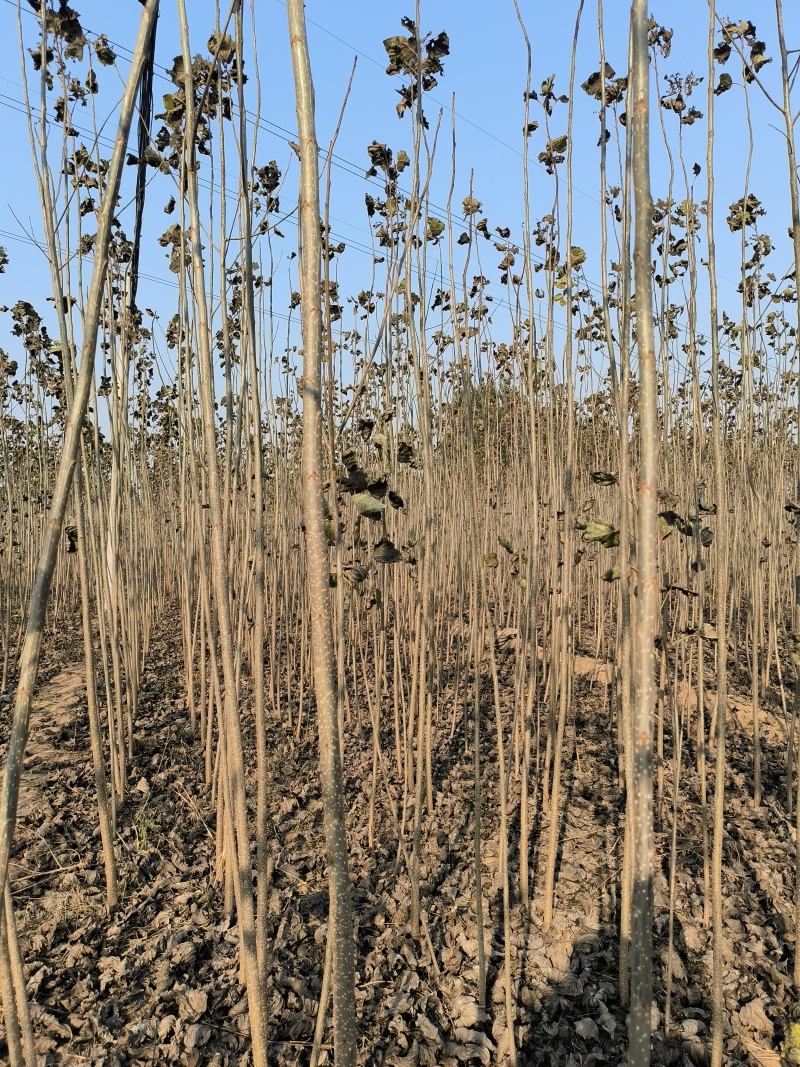 河北杨树苗速生杨产地直销价格便宜量大质量好速生杨成材快