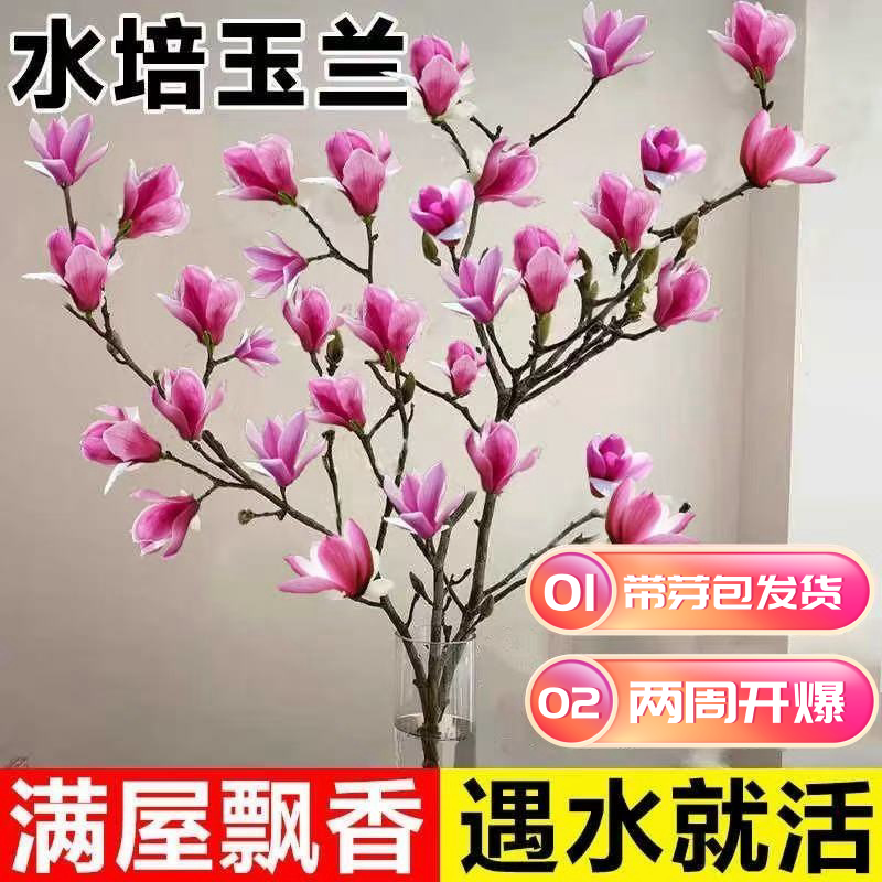 玉兰枝条红白黄玉兰花枝花束插花玉兰花鲜花