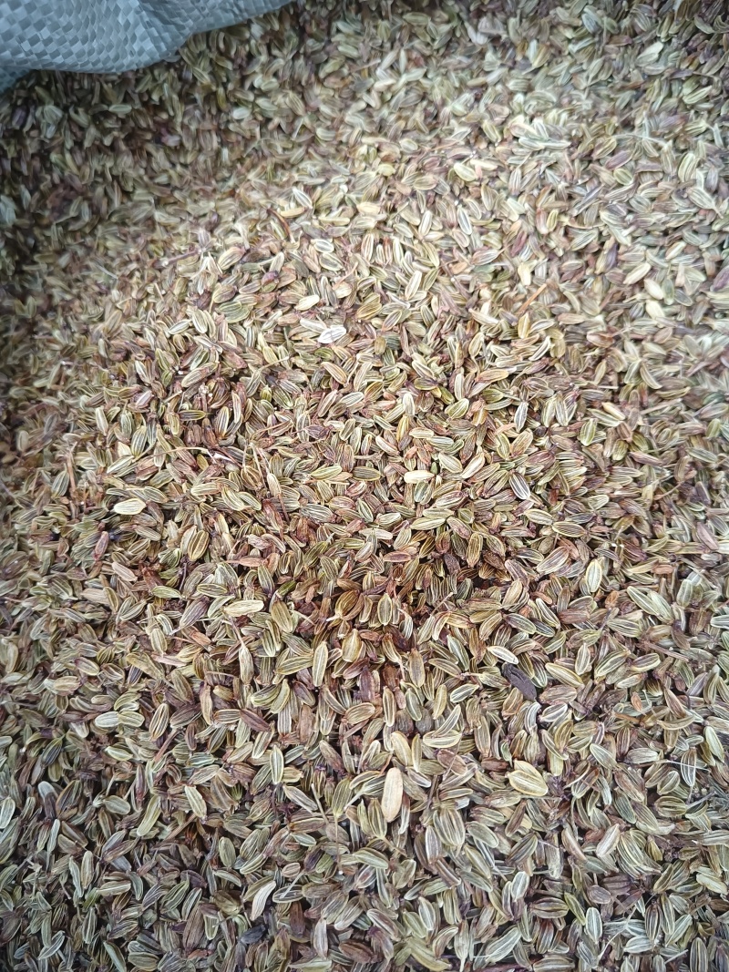 云南野生当归种子（干货，一斤起批包邮发货）