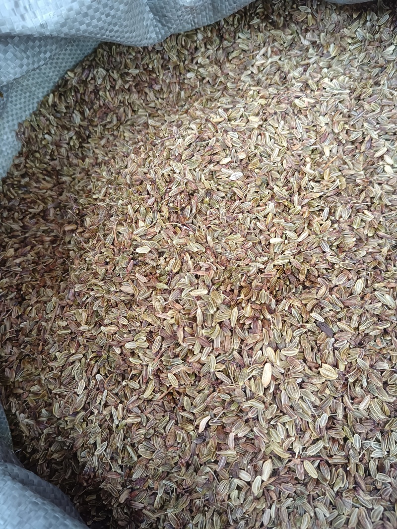 云南野生当归种子（干货，一斤起批包邮发货）
