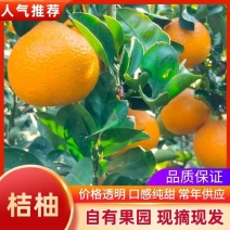 广西黄金桔柚品质保障致电有优惠诚信之上量大从优
