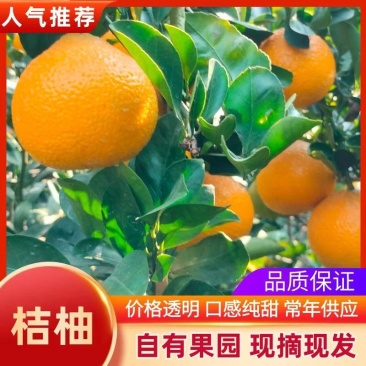 广西黄金桔柚品质保障致电有优惠诚信之上量大从优