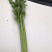 优质西芹，芹菜，通货莘县、阳谷，冠县，观城，濮阳范县