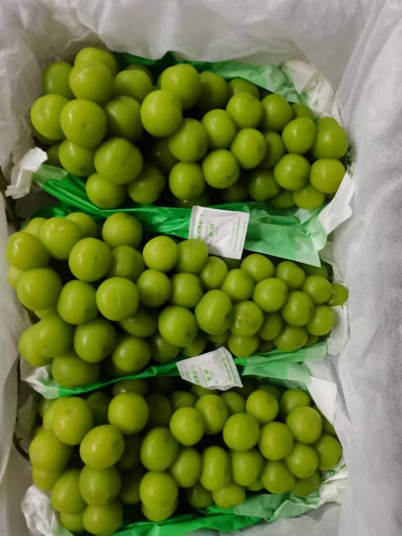 阳光玫瑰，蓝宝石，红堤，