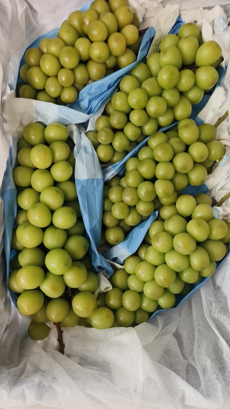 阳光玫瑰，蓝宝石，红堤，