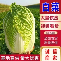 黄心大白菜湖北白菜千亩基地白菜产地发货一手货源