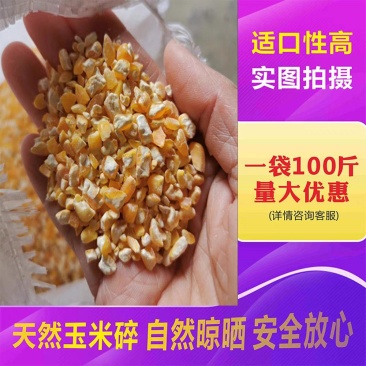 净粮碎玉米粒水分12.3价格实惠质量保证送货上门