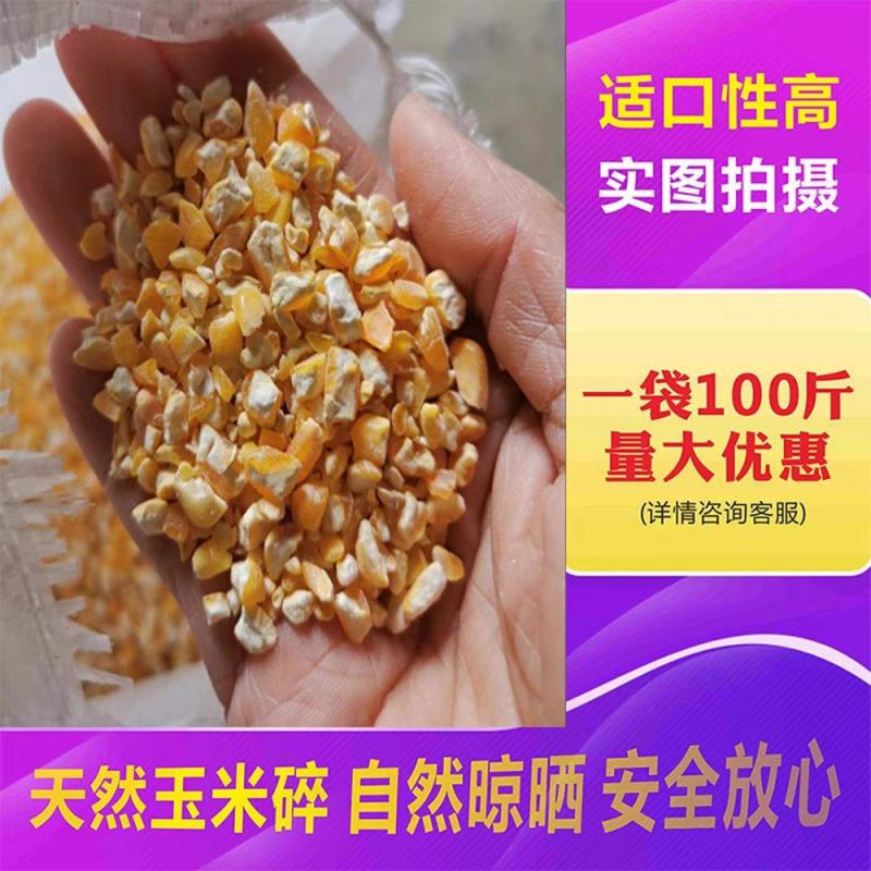 净粮碎玉米粒水分12.3价格实惠质量保证送货上门