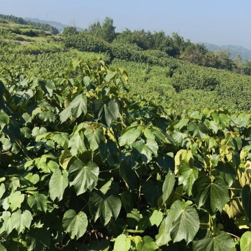 油桐苗油桐树苗油桐杯苗
