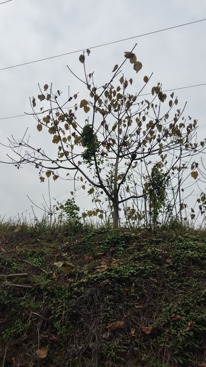 油桐苗油桐树苗油桐杯苗